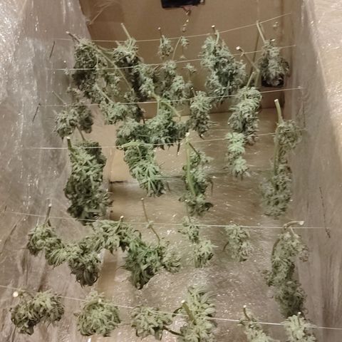 SUPER LEMON HAZE auto growlog timeline photo