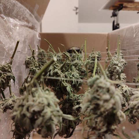 SUPER LEMON HAZE auto growlog timeline photo