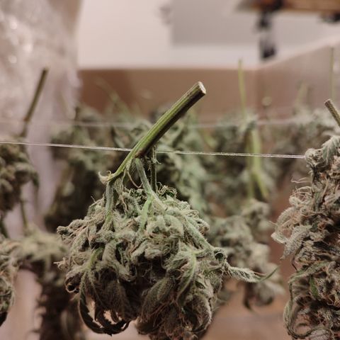 SUPER LEMON HAZE auto growlog timeline photo