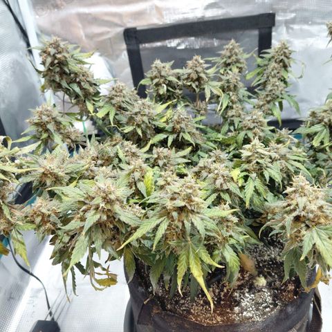 Green Gelato growlog timeline photo