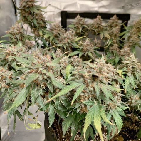 Green Gelato growlog timeline photo