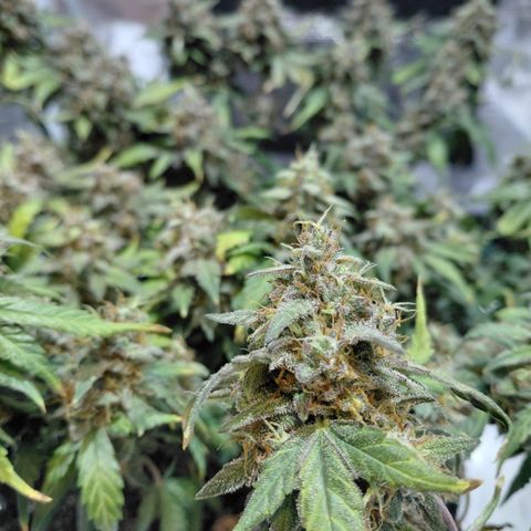 Green Gelato growlog timeline photo