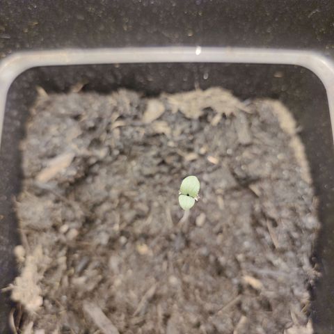 Northern Lights Automatic growlog timeline photo