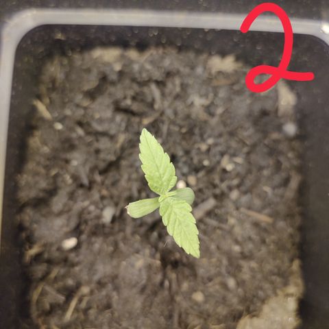 Northern Lights Automatic growlog timeline photo