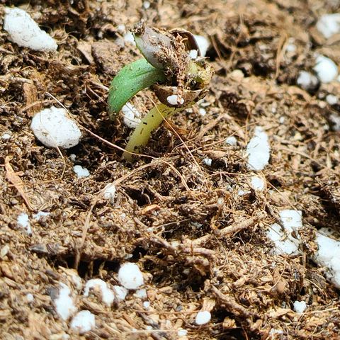 Sweet zz auto e Royal Ak growlog photo: Prime nascite 