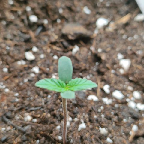 Sweet zz auto e Royal Ak growlog timeline photo