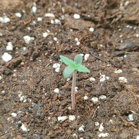 Sweet zz auto e Royal Ak growlog timeline photo