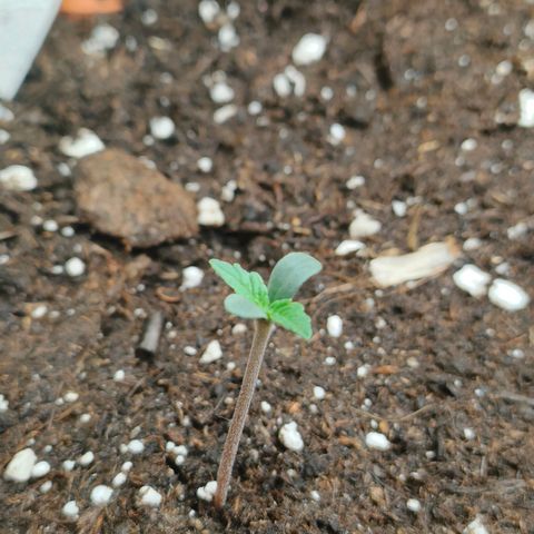 Sweet zz auto e Royal Ak growlog timeline photo
