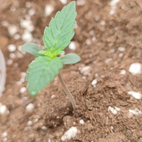 Sweet zz auto e Royal Ak growlog timeline photo