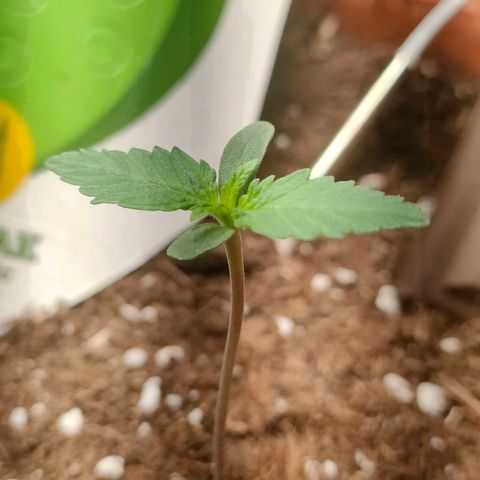 Sweet zz auto e Royal Ak growlog timeline photo