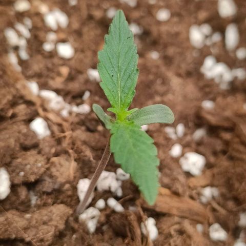 Sweet zz auto e Royal Ak growlog timeline photo