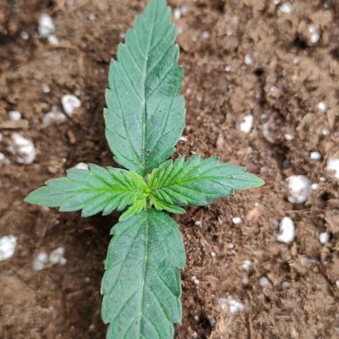 Sweet zz auto e Royal Ak growlog timeline photo