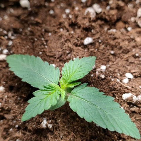 Sweet zz auto e Royal Ak growlog timeline photo