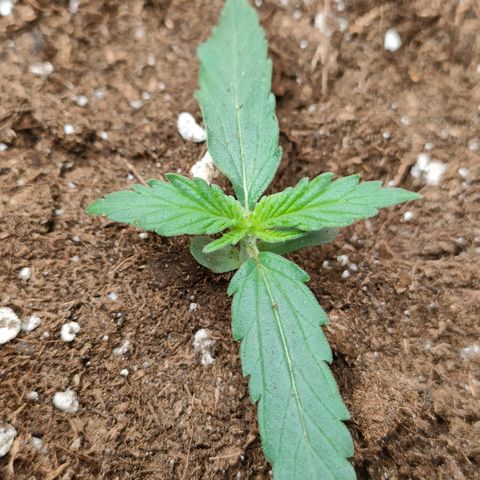 Sweet zz auto e Royal Ak growlog timeline photo