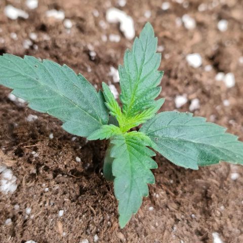 Sweet zz auto e Royal Ak growlog timeline photo