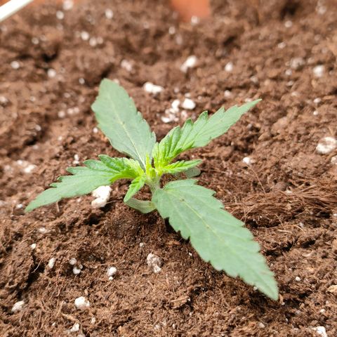 Sweet zz auto e Royal Ak growlog timeline photo