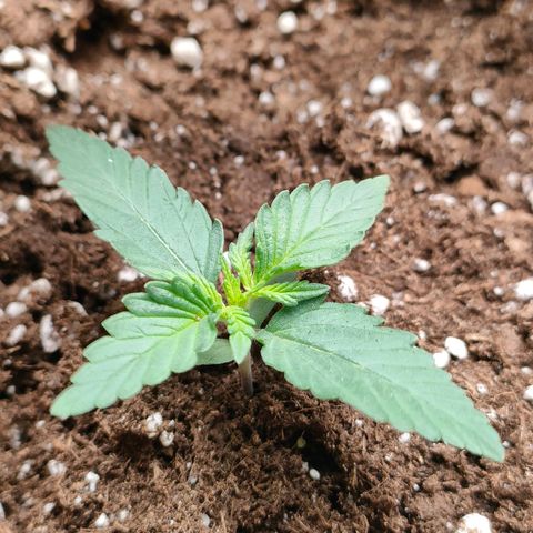 Sweet zz auto e Royal Ak growlog timeline photo