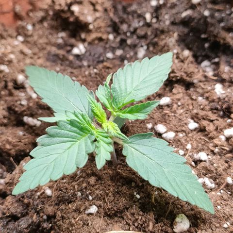 Sweet zz auto e Royal Ak growlog timeline photo
