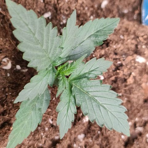 Sweet zz auto e Royal Ak growlog timeline photo