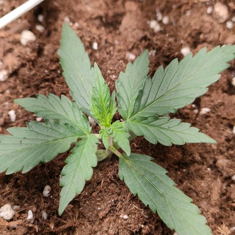 Sweet zz auto e Royal Ak growlog timeline photo