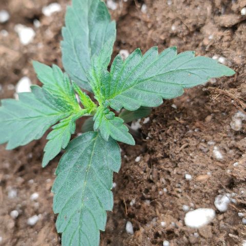 Sweet zz auto e Royal Ak growlog timeline photo