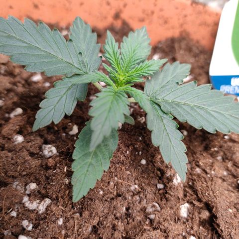 Sweet zz auto e Royal Ak growlog timeline photo