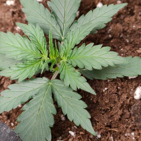 Sweet zz auto e Royal Ak growlog timeline photo