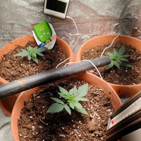 Sweet zz auto e Royal Ak growlog timeline photo