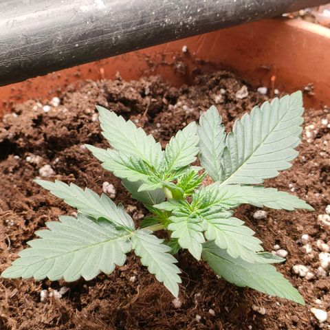 Sweet zz auto e Royal Ak growlog timeline photo