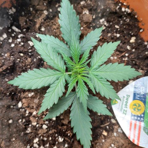 Sweet zz auto e Royal Ak growlog timeline photo