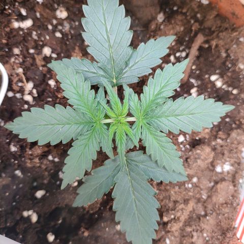 Sweet zz auto e Royal Ak growlog timeline photo
