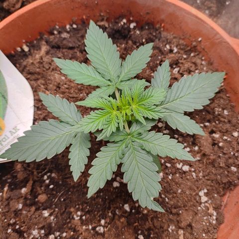 Sweet zz auto e Royal Ak growlog timeline photo