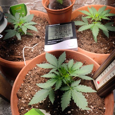 Sweet zz auto e Royal Ak growlog timeline photo