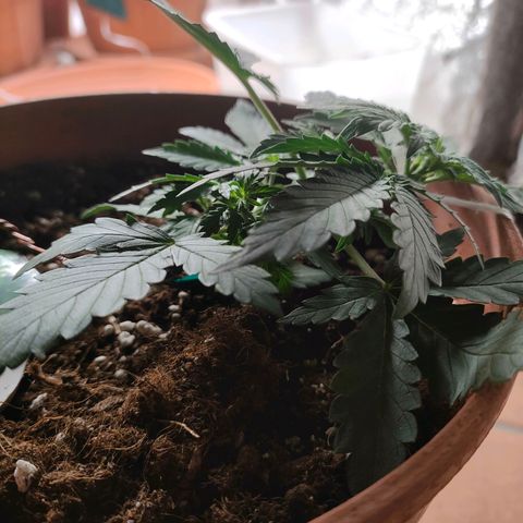 Sweet zz auto e Royal Ak growlog photo: Ho deciso di praticare il low stress sia alla royal AK che a una sweet zz.
Invece all altra sweet ho praticato il topping andando a tagliare la punta.
Ho iniziato a fertilizzare con 2ml/LT di biogrow