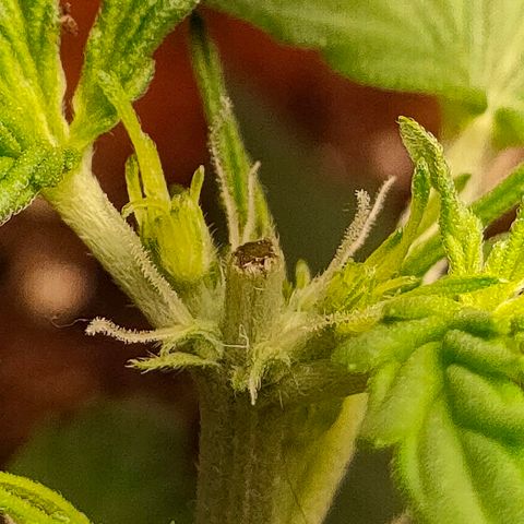 Sweet zz auto e Royal Ak growlog photo: Ho deciso di praticare il low stress sia alla royal AK che a una sweet zz.
Invece all altra sweet ho praticato il topping andando a tagliare la punta.
Ho iniziato a fertilizzare con 2ml/LT di biogrow