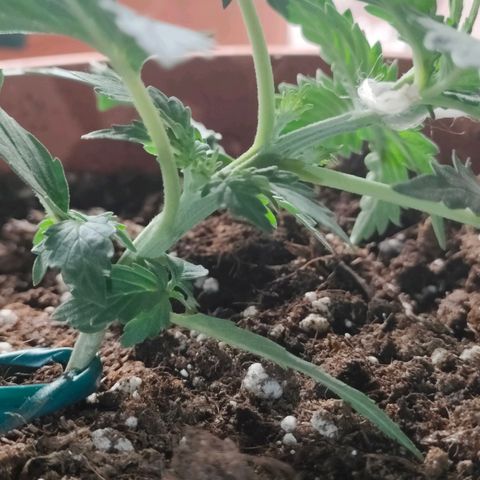 Sweet zz auto e Royal Ak growlog photo: Ho deciso di praticare il low stress sia alla royal AK che a una sweet zz.
Invece all altra sweet ho praticato il topping andando a tagliare la punta.
Ho iniziato a fertilizzare con 2ml/LT di biogrow