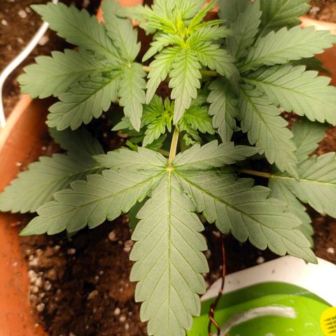 Sweet zz auto e Royal Ak growlog photo: Ho deciso di praticare il low stress sia alla royal AK che a una sweet zz.
Invece all altra sweet ho praticato il topping andando a tagliare la punta.
Ho iniziato a fertilizzare con 2ml/LT di biogrow