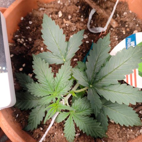 Sweet zz auto e Royal Ak growlog photo: Ho deciso di praticare il low stress sia alla royal AK che a una sweet zz.
Invece all altra sweet ho praticato il topping andando a tagliare la punta.
Ho iniziato a fertilizzare con 2ml/LT di biogrow