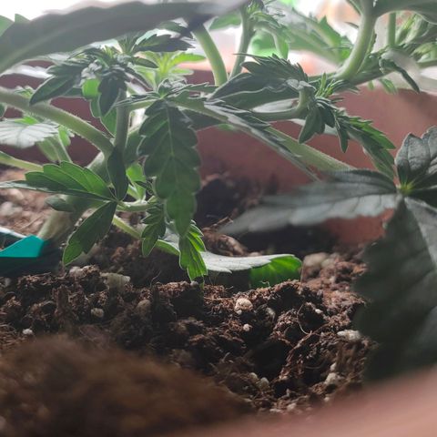 Sweet zz auto e Royal Ak growlog photo: Ho deciso di praticare il low stress sia alla royal AK che a una sweet zz.
Invece all altra sweet ho praticato il topping andando a tagliare la punta.
Ho iniziato a fertilizzare con 2ml/LT di biogrow