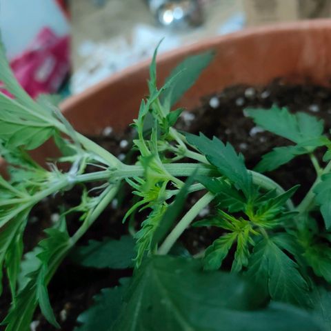 Sweet zz auto e Royal Ak growlog photo: Avendo praticato lst sulle alte due, ho deciso anche di farlo per la terza a cui avevo tagliato la testa.
Per quanto riguarda le altre due ho tirato un po' i cavi e legato una foglia che copriva 