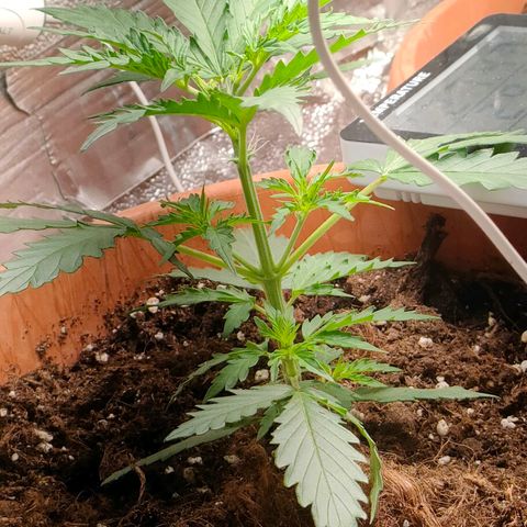 Sweet zz auto e Royal Ak growlog photo: Avendo praticato lst sulle alte due, ho deciso anche di farlo per la terza a cui avevo tagliato la testa.
Per quanto riguarda le altre due ho tirato un po' i cavi e legato una foglia che copriva 