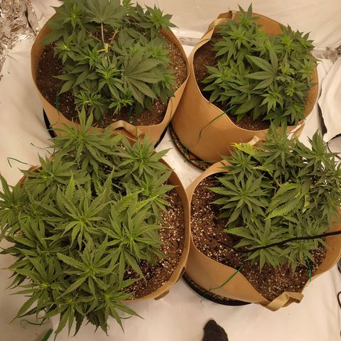 Unknown strain growlog timeline photo