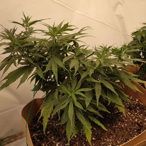 Unknown strain growlog photo: Blue cookies 