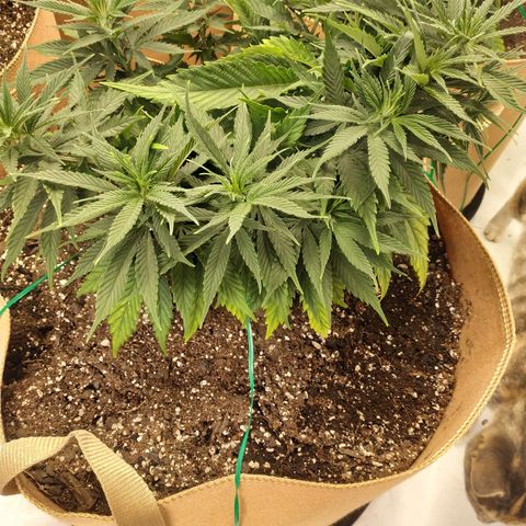 Unknown strain growlog photo: Blue cookies 