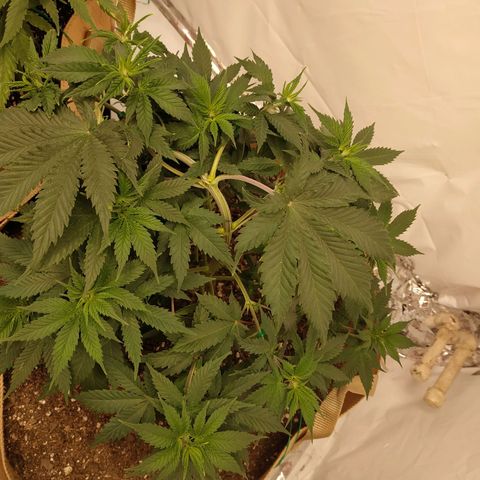 Unknown strain growlog photo: GG