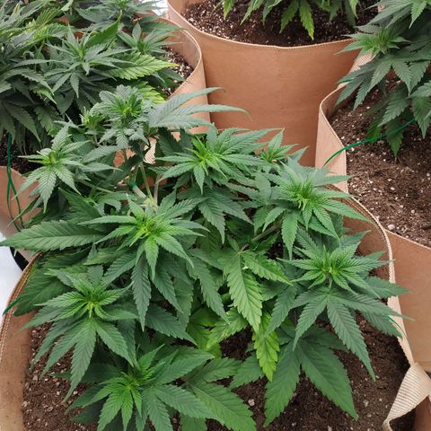 Unknown strain growlog photo: GG