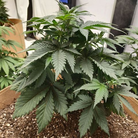 Unknown strain growlog photo: GG