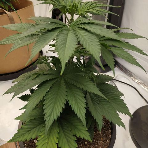 Unknown strain growlog photo: Purple OG Kush 