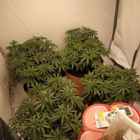 Unknown strain growlog timeline photo