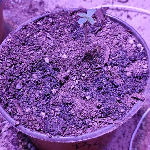 Red critical 1 growlog timeline photo